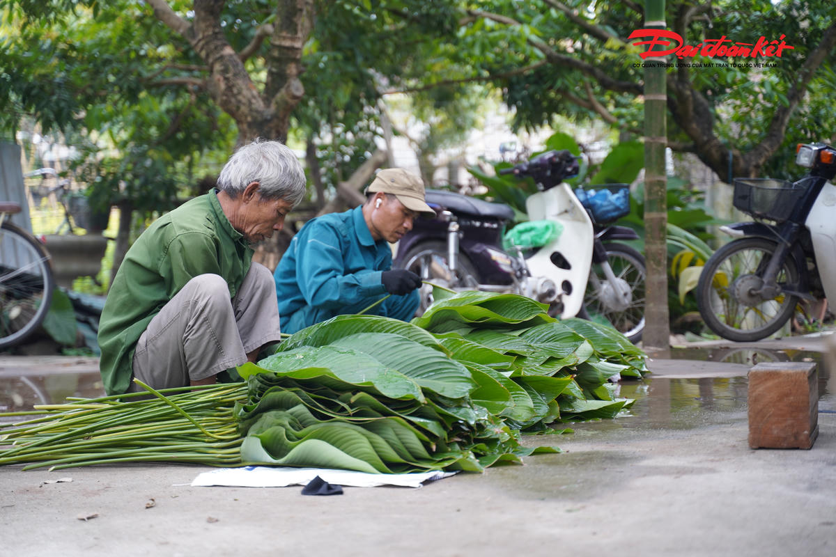 Hiện nay, làng nghề Tràng Cát trồng và cung ứng ba loại lá dong, gồm: loại nhỏ dùng gói bánh tét; loại vừa để gói bánh chưng bằng khuôn; và loại to phục vụ gói bánh chưng thủ công. Tùy theo kích cỡ, mỗi bó 100 lá có giá dao động từ 60.000 đến 250.000 đồng.