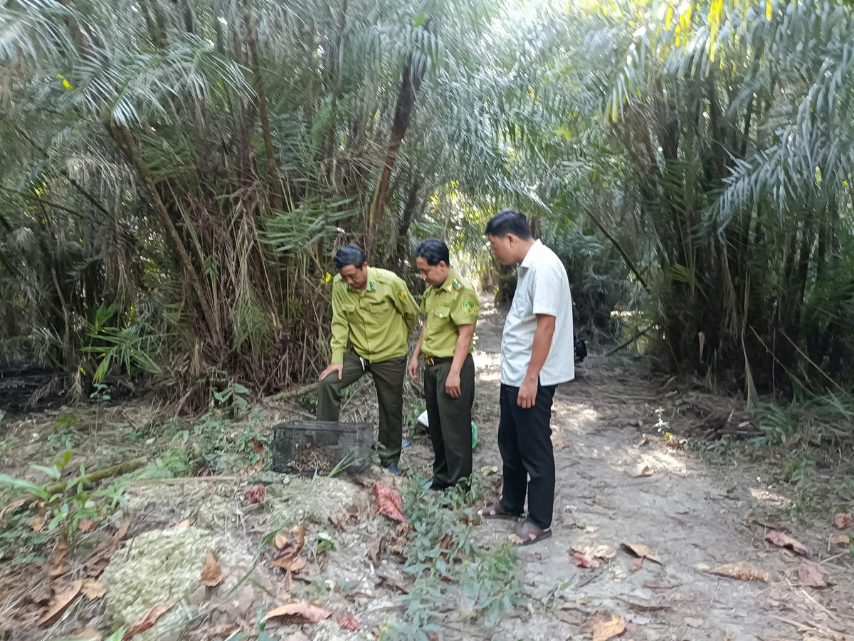 Các đơn vị đưa cá thể mèo vào Khu Bảo tồn loài - sinh cảnh Vườn chim Bạc Liêu để thả về môi trường tự nhiên. Ảnh: Nguyên Du