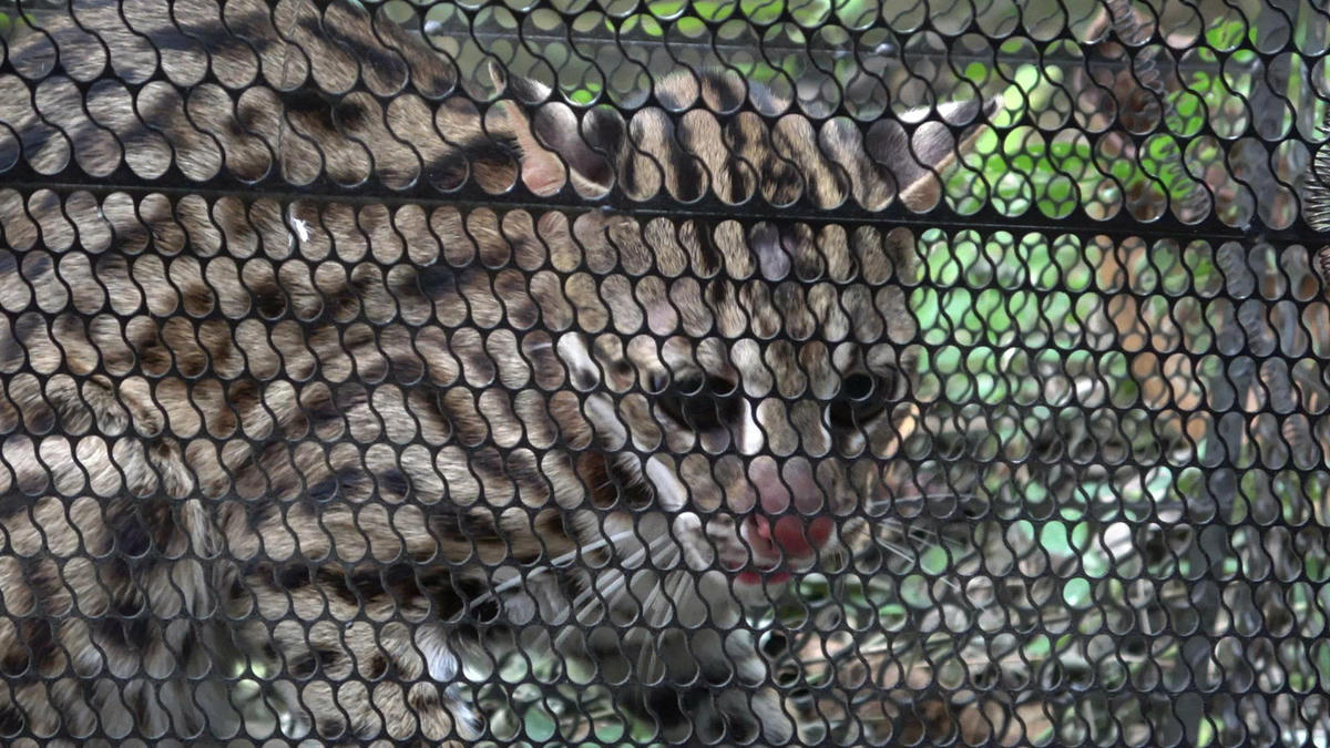 Cá thể mèo rừng có trọng lượng 2,5 kg. Ảnh: Nguyên Du