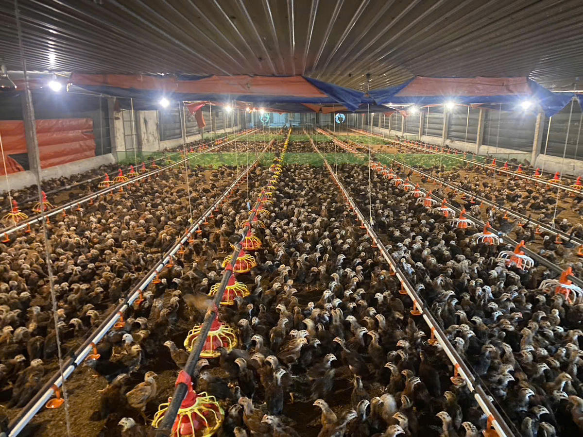 Phòng bệnh cho đàn gia cầm trên địa bàn tỉnh Quảng Ngãi. Ảnh: CV.