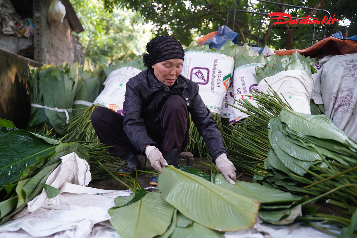 Làng nghề Tràng Cát hiện có hơn 20ha diện tích trồng lá dong, chủ yếu trên đất vườn và đất ở của các hộ dân. Nhờ điều kiện thổ nhưỡng và kinh nghiệm canh tác lâu năm, lá dong tại đây có đặc điểm dày, bản to, màu xanh đậm và bền lá, rất phù hợp để gói bánh chưng, bánh tét trong dịp Tết.