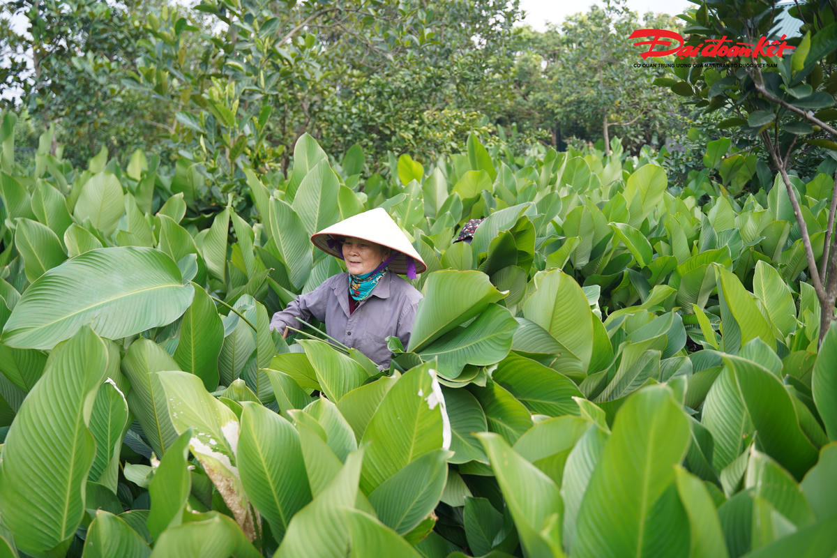 Theo ghi nhận của PV Báo Đại đoàn kết, dù còn gần một tháng nữa mới đến Tết Nguyên đán, nhưng tại làng nghề Tràng Cát, không khí thu hoạch lá dong đã diễn ra hết sức rộn ràng. Từ sáng sớm đến chiều muộn, người dân tất bật ra đồng cắt lá, bó gọn để kịp giao cho thương lái. 