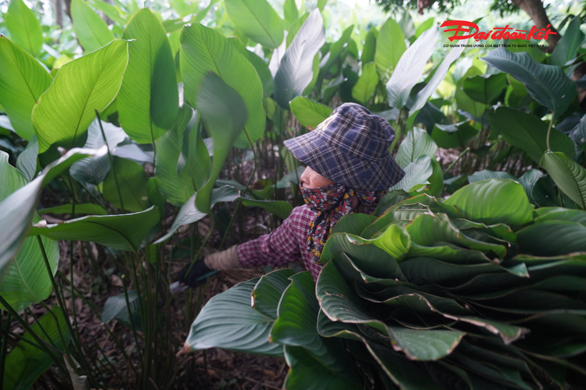 Quanh năm gắn bó với nghề trồng và thu hoạch lá dong, cô Kim Ly, người có hơn 20 năm kinh nghiệm làm nghề cho biết: “Vào dịp sát Tết, mỗi ngày tôi có thể hái được khoảng 6.000 đến 10.000 lá dong. Nhờ đó, thu nhập cũng ổn định hơn, đủ để trang trải cho dịp năm mới”.