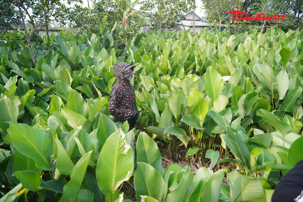 Khi Tết Nguyên đán cận kề, làng nghề lá dong Tràng Cát (xã Thanh Oai, Hà Nội) lại rộn ràng bước vào vụ thu hoạch chính trong năm. Trên những thửa ruộng xanh mướt, hàng trăm hộ dân tất bật cắt lá, bó gọn và đưa ra thị trường, góp phần làm nên sắc xanh quen thuộc cho những chiếc bánh chưng hương vị không thể thiếu mỗi dịp Tết đến, Xuân về.