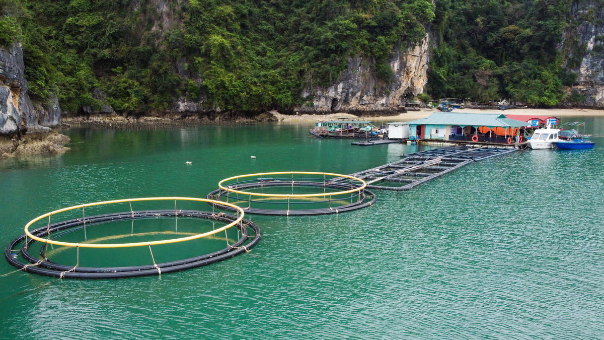 Nhiều mô hình nuôi biển công nghệ cao, nuôi trồng kết hợp du lịch đã hình thành và phát huy hiệu quả tại Hạ Long, Vân Đồn. Ảnh: Nguyễn Quý.