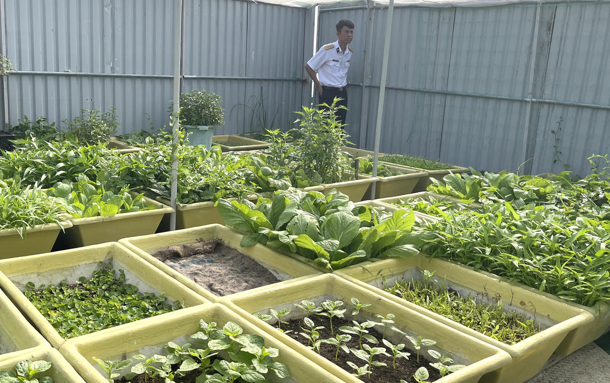 Các loại rau được trồng trong từng chiếc thùng nhỏ để thuận tiện chăm sóc, thu hoạch. Ảnh: Đoàn Xá.