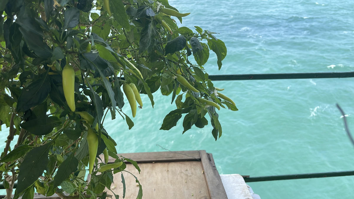 Một cây ớt được trồng và chăm sóc rất khéo ở nhà giàn DK1/10 trên bãi Cà Mau. Ảnh: Đoàn Xá.