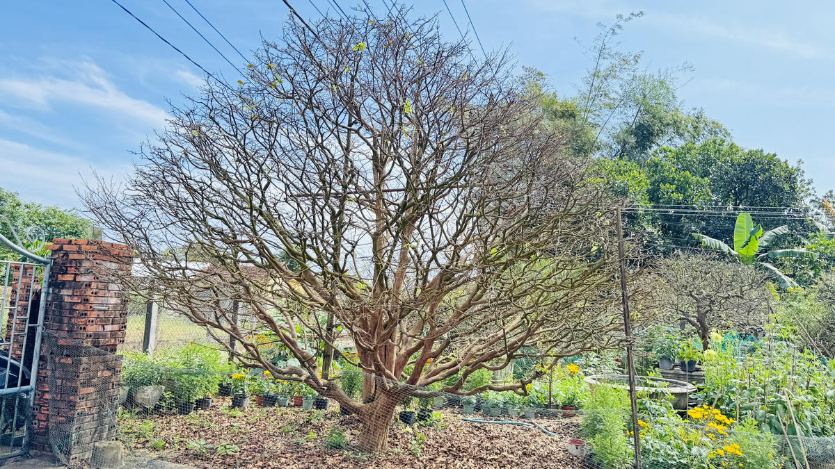 Một góc cây mai 70 tuổi của ông Trần Tân. Ảnh: CV.