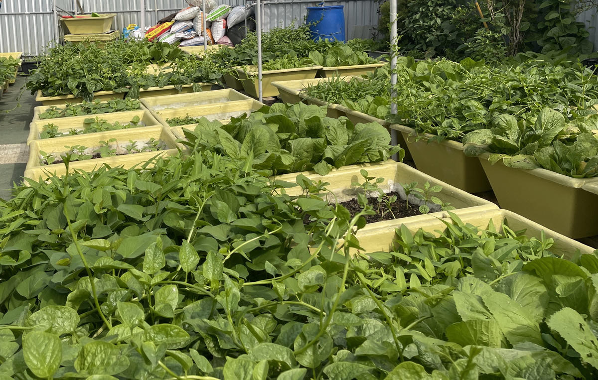 Nhiều loại rau quen thuộc với bữa ăn hàng ngày được trồng, phát triển xanh tốt ở nhà giàn DK1/15. Ảnh: Đoàn Xá.