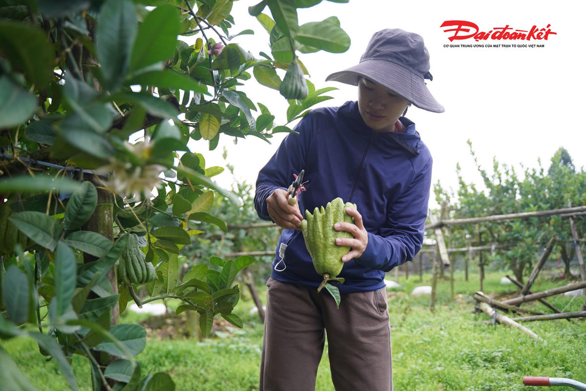 Phật thủ là loại quả có hình dáng như “bàn tay Đức Phật”, mang ý nghĩa tâm linh sâu sắc trong đời sống văn hóa của người Việt. Quả phật thủ tượng trưng cho sự che chở, bảo vệ, gửi gắm ước mong về một năm mới bình an, sung túc, ấm no và dồi dào sức khỏe cho mỗi gia đình trong dịp Tết đến, Xuân về.