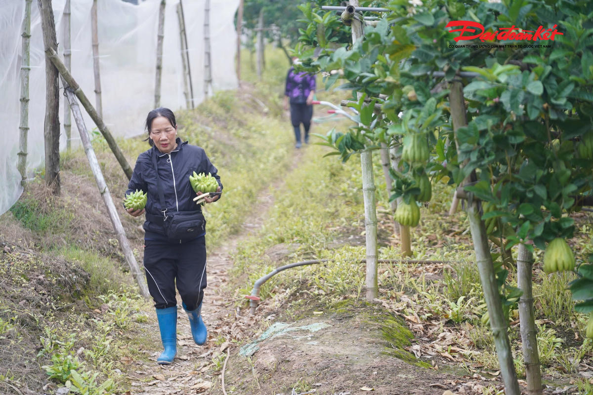 Các hộ trồng phật thủ cũng chủ động điều chỉnh phương thức canh tác, tăng cường thoát nước, cắt tỉa, bón phân hợp lý nhằm cứu cây và hạn chế thiệt hại.