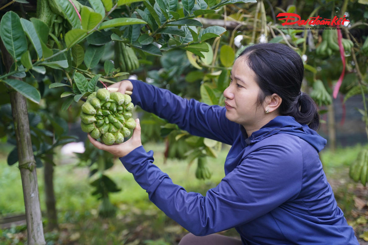 Giá phật thủ trên thị trường hiện dao động từ khoảng 100.000 – 1.000.000 đồng/quả đối với các loại thông thường. Riêng những quả có kích thước lớn, nhiều “ngón”, dáng đẹp, màu sắc đồng đều được người chơi ưa chuộng có thể được bán với giá từ 1.000.000 – 3.000.000 đồng mỗi quả, tùy chất lượng và thời điểm.