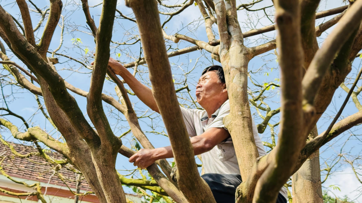 Ông Trần Tân đang đứng trên cây mai cổ thụ của gia đình. Ảnh: CV.