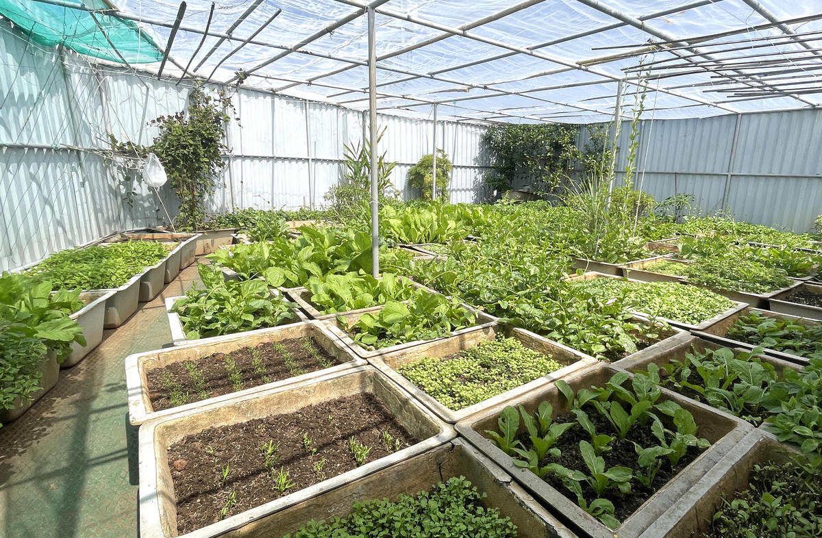 Do gió biển mang theo hơi muối rất mặn nên các vườn rau đều được quây kín bằng tôn, có mái che bằng nhựa mỏng để bảo vệ đồng thời trao đổi ánh sáng. Ảnh: Đoàn Xá.