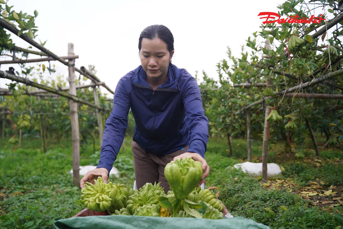Có hơn chục năm gắn bó với nghề trồng phật thủ, chị Phạm Thảo cho biết, chưa năm nào thị trường phật thủ lại khan hiếm hàng đẹp như năm nay.