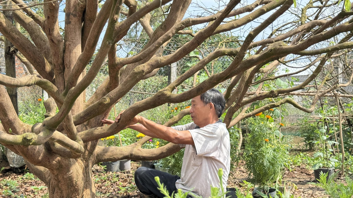 Phần gốc cây mai của gia đình ông Trần Tân. Ảnh: CV.