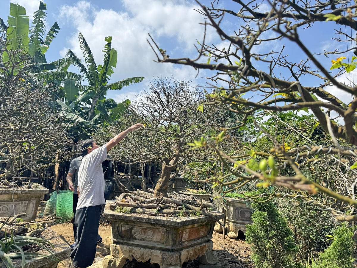 Ông Trần Tân đang chăm sóc vườn mai của gia đình. Ảnh: CV.