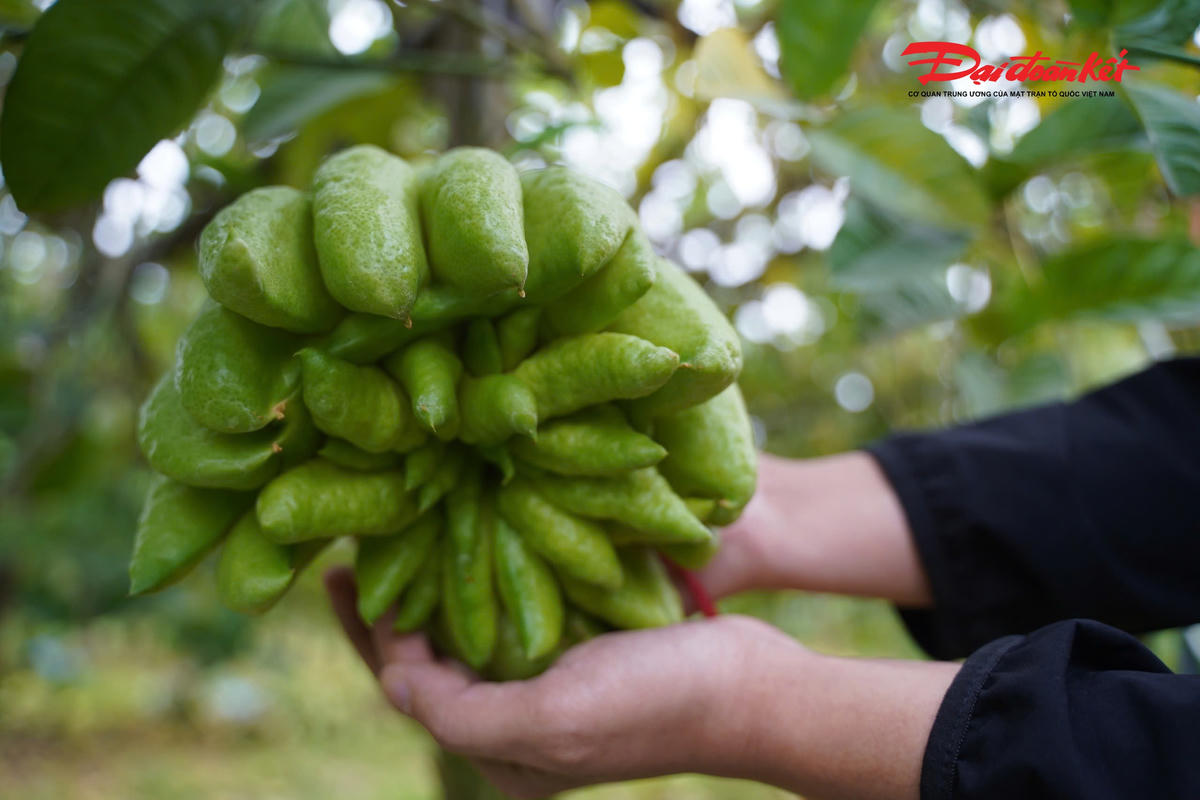 Theo chị Thảo, những quả phật thủ có mẫu mã đẹp, giá từ khoảng 1 triệu đồng mỗi quả hầu như đã được thương lái đặt mua từ rất sớm.