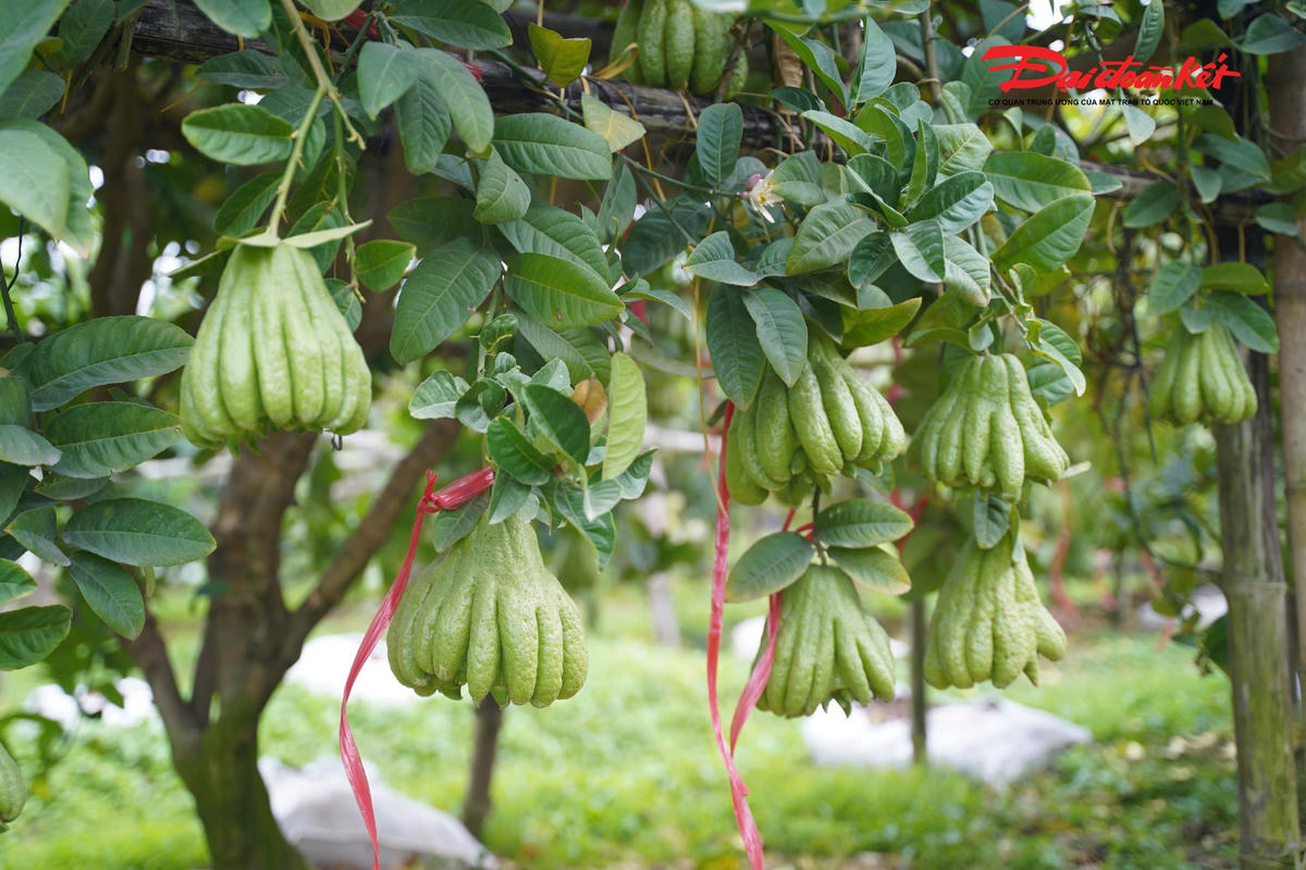 “Những cây sống sót cũng không phát triển được dáng đẹp như mọi năm, nên phật thủ có mẫu mã đẹp để bán Tết năm nay gần như khan hiếm”, chị Dung chia sẻ.