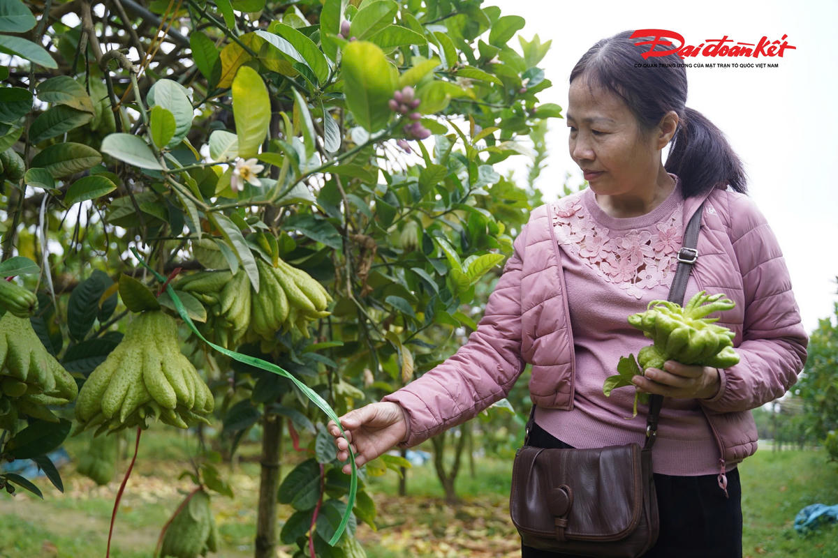 Tất bật thu hoạch để kịp giao những đơn hàng cuối năm, chị Tạ Thị Thùy Dung (xã Dương Hòa) cho biết gia đình hiện có khoảng 550 gốc phật thủ được trồng tại hai khu vườn. Tuy nhiên, theo chị Dung, các đợt bão lớn và mưa lũ kéo dài trong tháng 9 và 10/2025 đã gây thiệt hại nặng nề cho sản xuất. Nhiều diện tích vườn phật thủ bị ngập sâu, khiến hàng trăm cây bị chết, số cây còn lại sinh trưởng kém, khó cho quả đạt tiêu chuẩn.