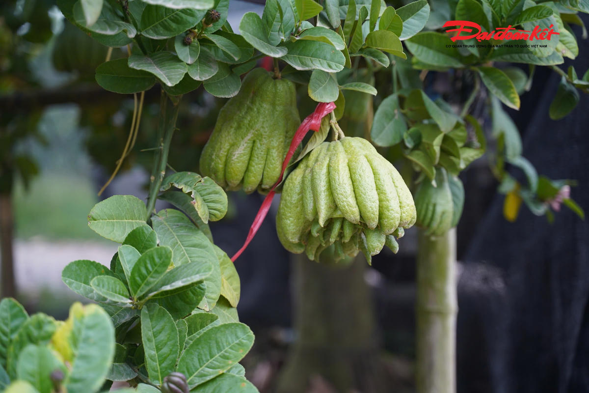 Theo chị Dung, những quả phật thủ có dáng đẹp, đạt tiêu chuẩn trưng bày dịp Tết hiện đã được thương lái tìm đến tận vườn đặt mua từ sớm. Nhiều quả được buộc dây, đánh dấu ngay trên cây để chờ thu hoạch vào những ngày cận Tết, nhằm bảo đảm độ tươi và hình dáng đẹp nhất khi đưa ra thị trường.