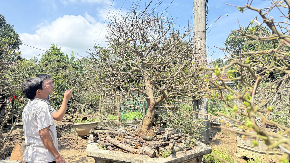 Ông Trần Tân dẫn khách xem lựa chọn mai. Ảnh: CV.