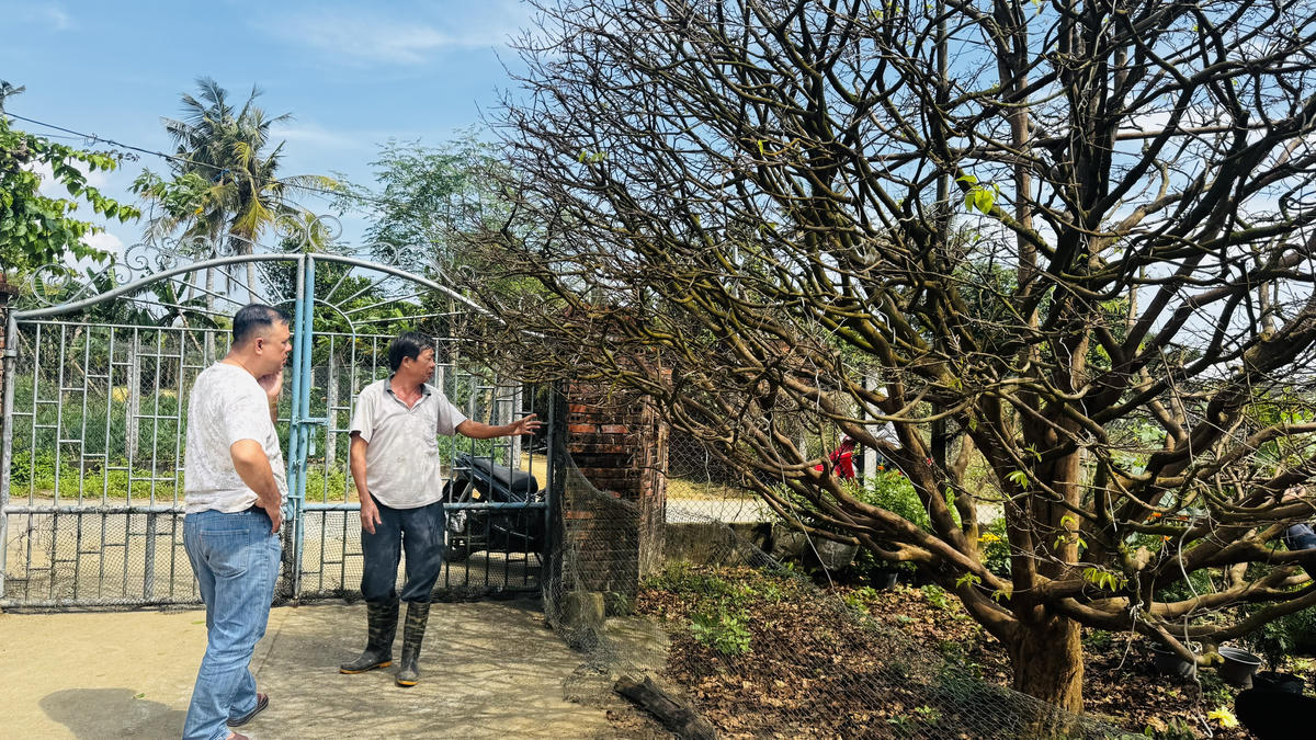 Người dân địa phương đến xem cây mai 70 năm tuổi của gia đình ông Trần Tân. Ảnh: CV.