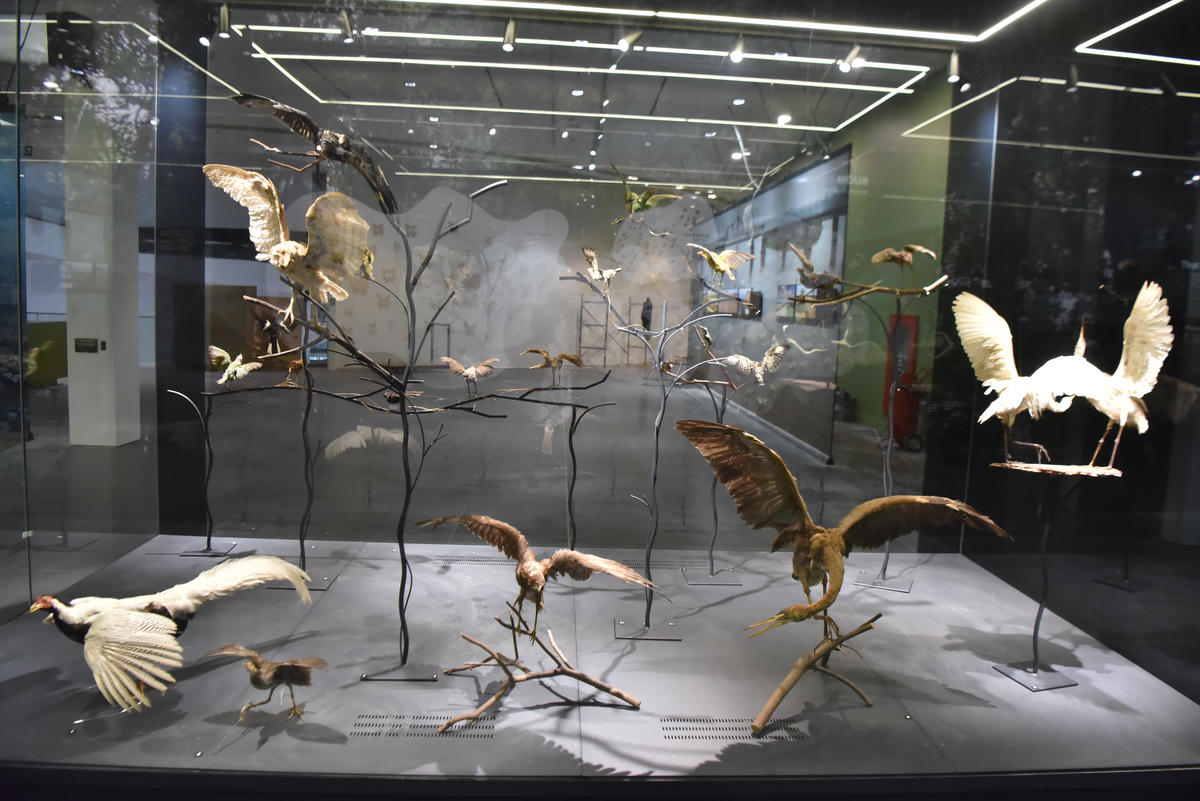 Trưng bày về cảnh quan sinh thái; Đất đai và khoáng sản; Động thực vật ở chủ đề 1. Ảnh: Phạm Sỹ.