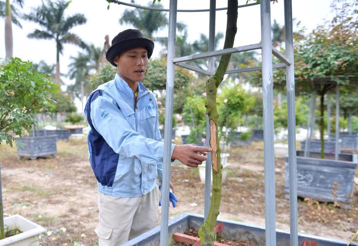 Hà Nội: Hàng nghìn gốc hoa Tết của người bị chặt phá