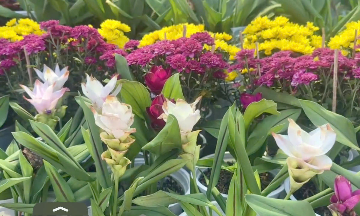 Nhiều giống hoa kiểng mới, độc lạ tại Đồng Tháp như nghệ sen bất ngờ “cháy hàng”. Ảnh: Trung Ngãi. 