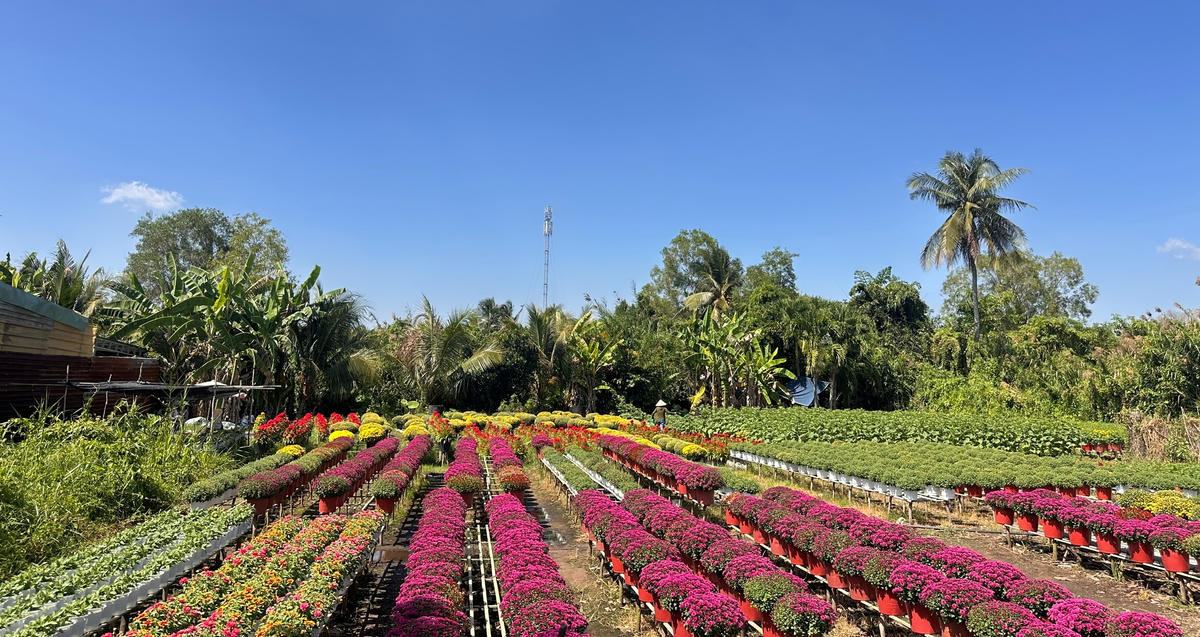 Đa dạng giống hoa phục vụ thị trường Tết Bính Ngọ năm 2026. Ảnh: Trung Ngãi.