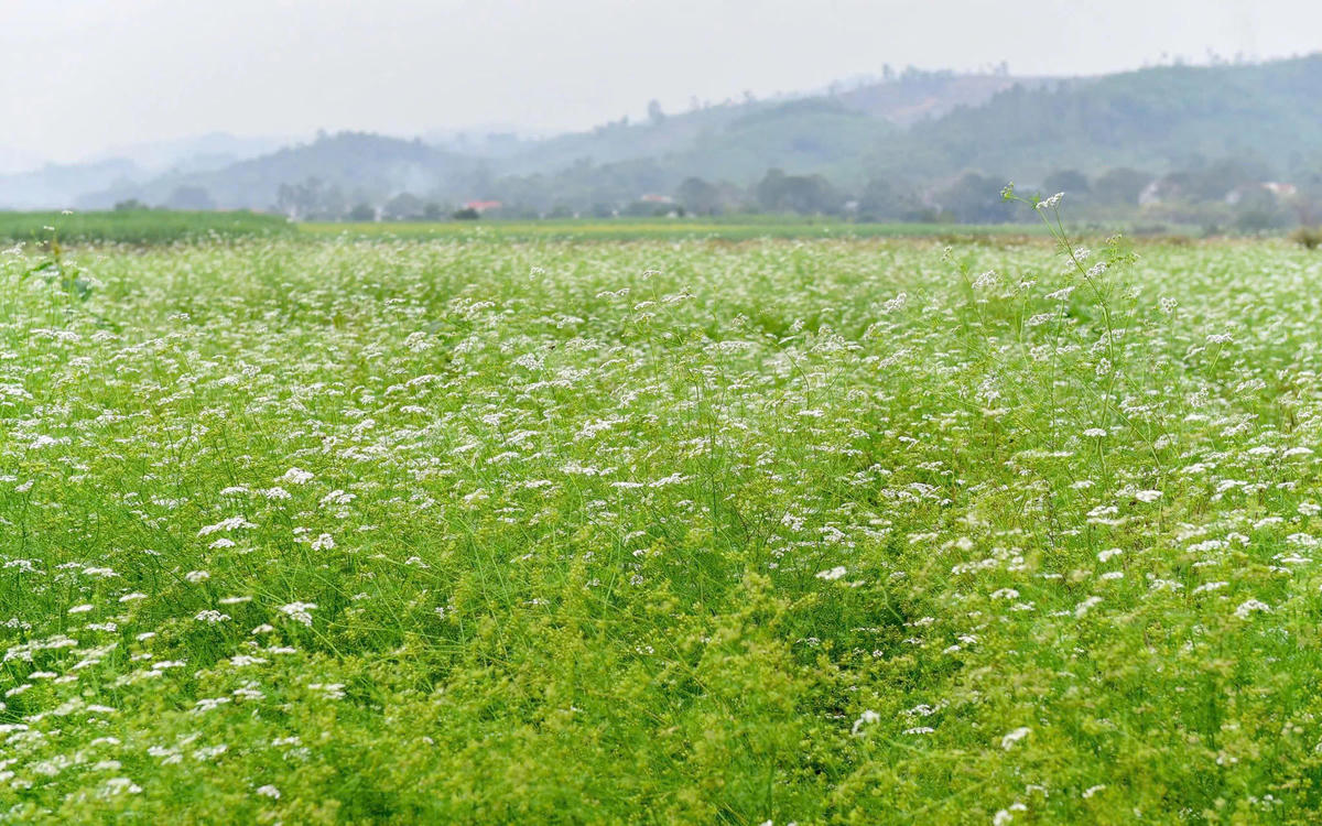 Lá mùi già- thứ hương quen thuộc ngày Tết (ảnh: Phương Đỗ)&nbsp;
