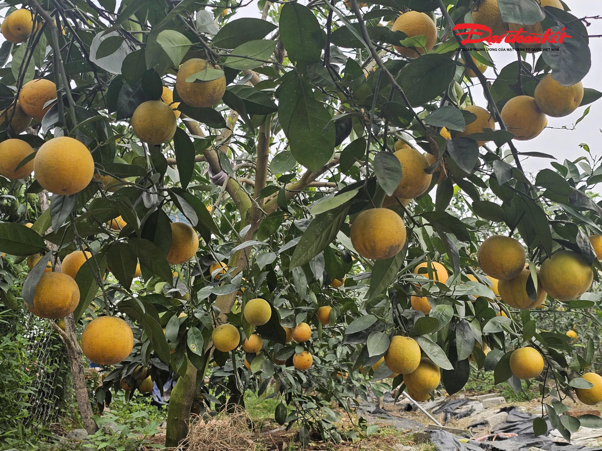 Cam Xã Đoài - đặc sản tiến vua vào vụ Tết
