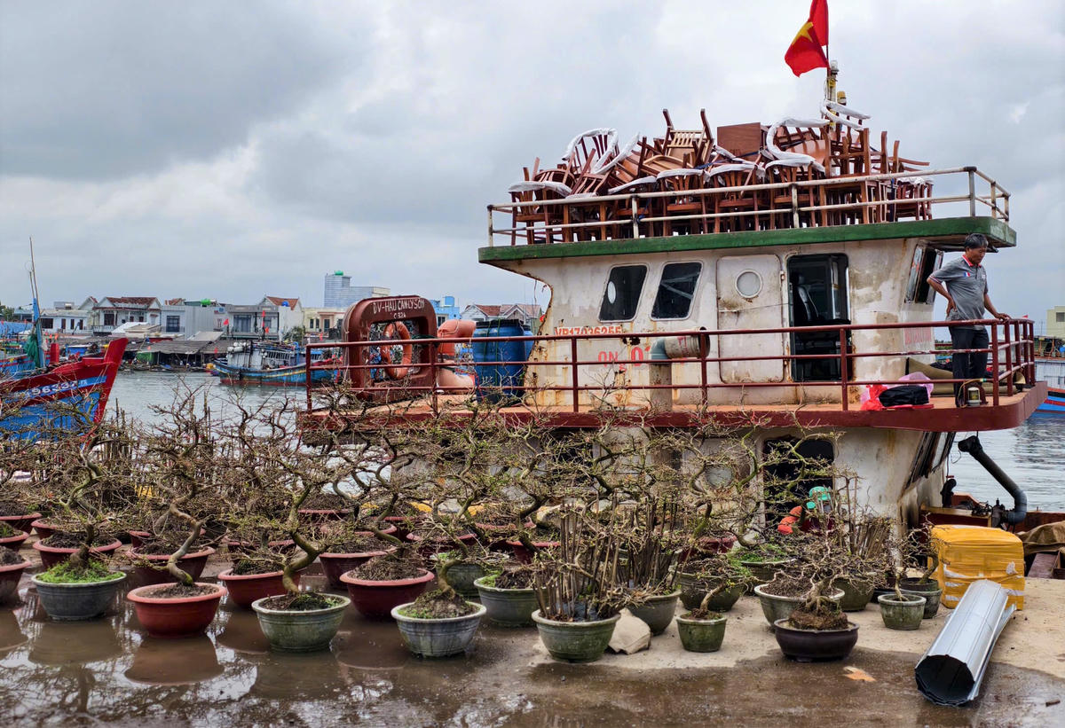 Nhiều chậu hoa mai được vận chuyển ra đặc khu Lý Sơn phục vụ người dân chưng Tết. Ảnh: CV.