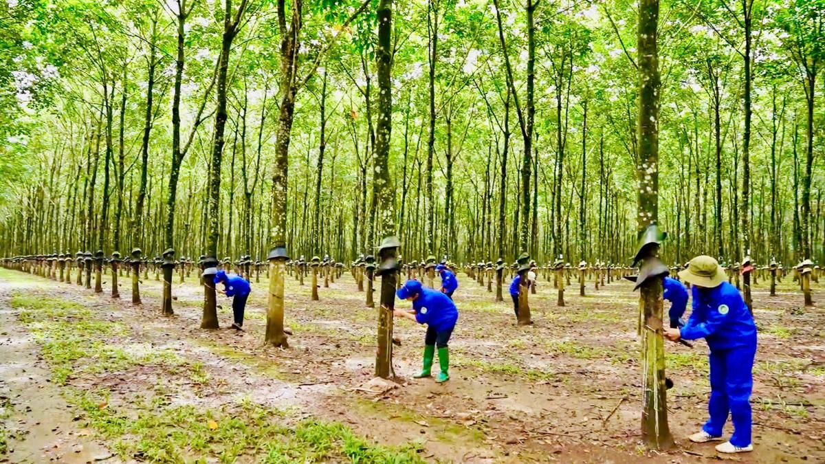 Công nhân Công ty Cao su Đắk Lắk (Dakruco) đang khai thác mủ cao su.