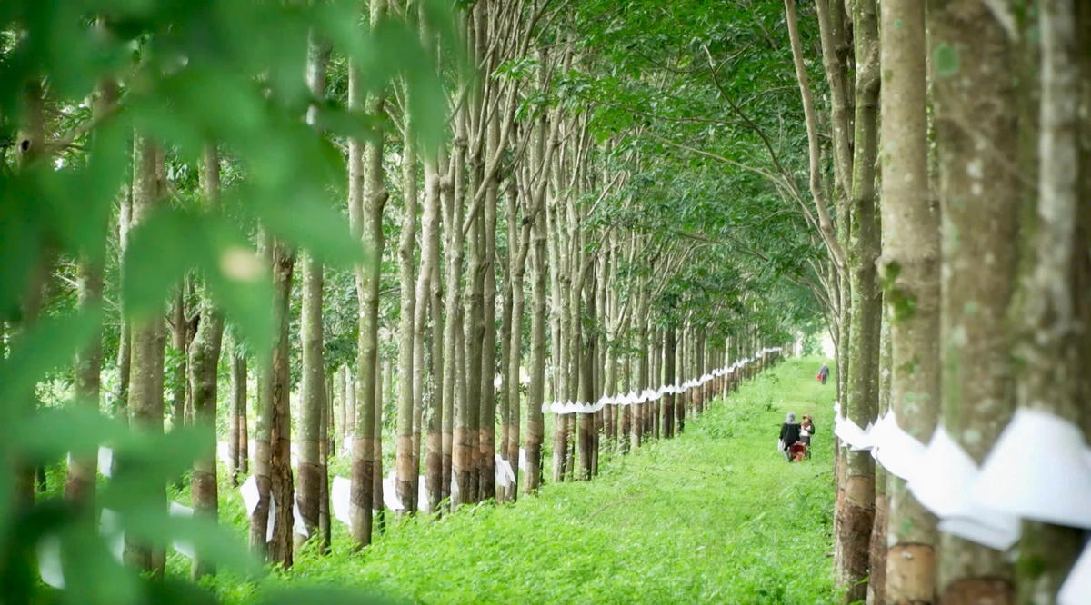 Vườn Cao su xanh thẳm.