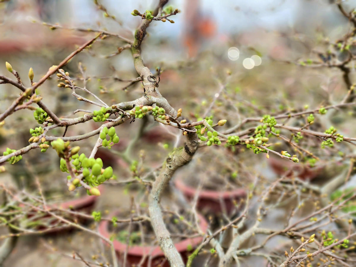 Những cây hoa mai dáng đẹp được đưa ra đặc khu Lý Sơn. Ảnh: CV.