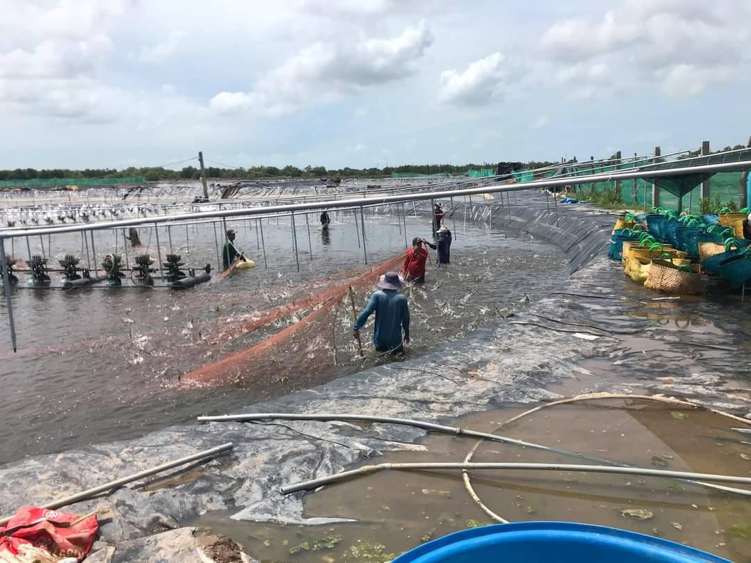 Chuyển sang mô hình nuôi tôm 2 gia đoạn ứng dụng công nghệ cao cho hiệu quả vượt trội. Ảnh: Nguyên Du