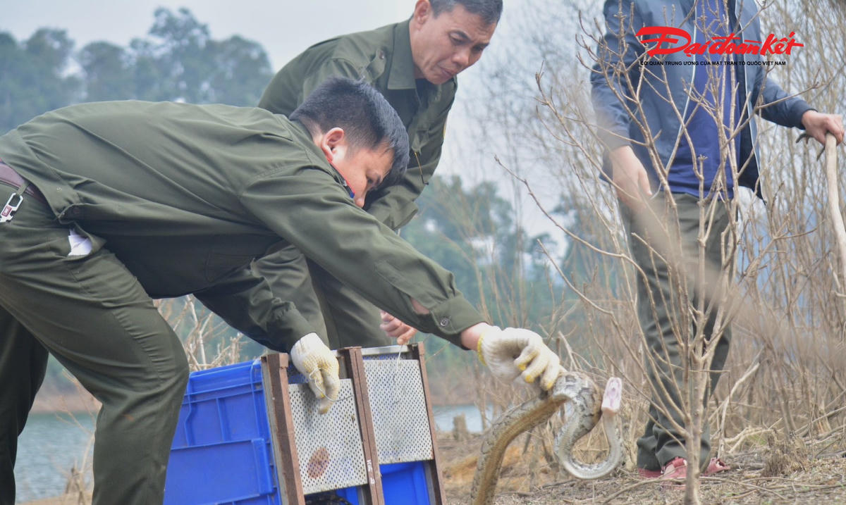 Cá thể trăn đất đang đối mặt nguy cơ suy giảm số lượng nghiêm trọng. Ảnh: VVQ.
