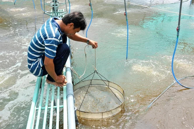 Nuôi tôm thâm canh 2 giai đoạn ứng dụng công nghệ cao mang lại hiệu quả kinh tế gấp 2 - 3 lần so với cách nuôi thông thường. Ảnh: Nguyên Du