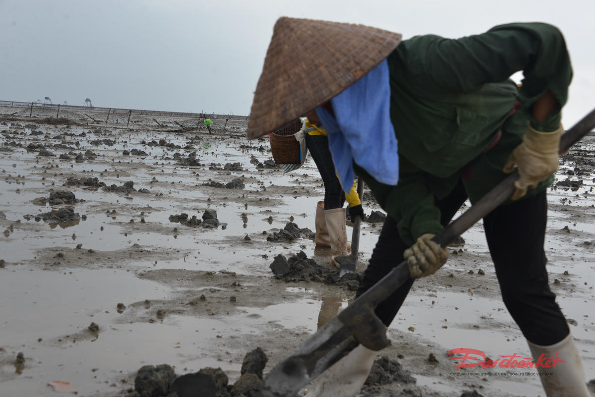 Nghề đào sá sùng truyền thống ở bãi triều Quảng Minh, xã Quảng Hà. Ảnh: Nguyễn Quý.