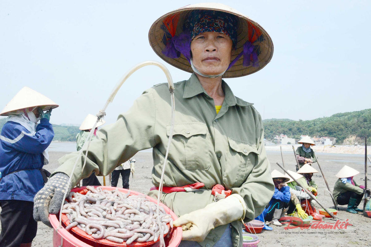 Người dân đánh bắt sá sùng ở Đông Xá (Vân Đồn) những năm 2020, thời điểm trước khi có các dự án đô thị lấn biển. Ảnh: Nguyễn Quý.