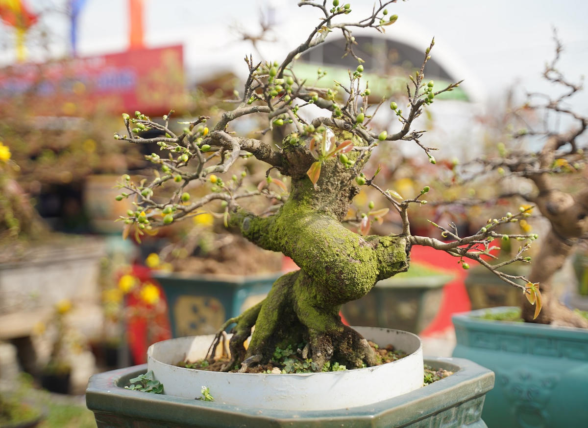 Những cây mai có thế đẹp. Ảnh: Đ.Sang.