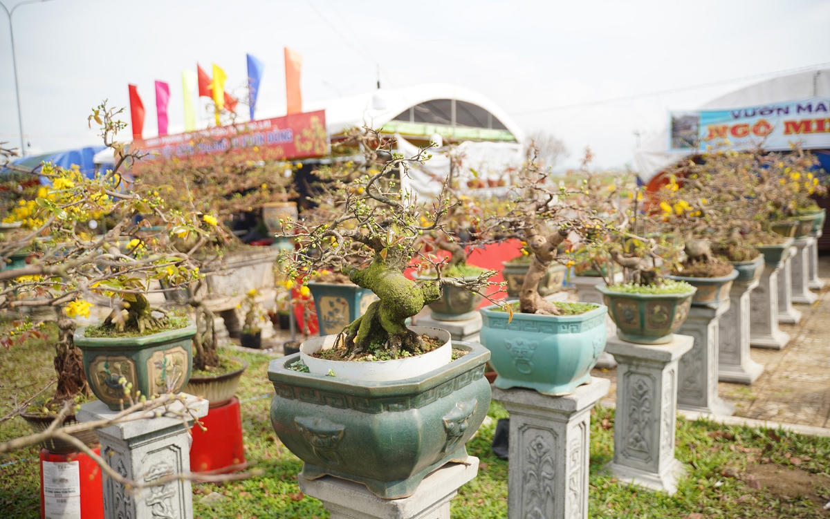 Một góc khu trưng bày các chậu mai. Ảnh: Đ.Sang.