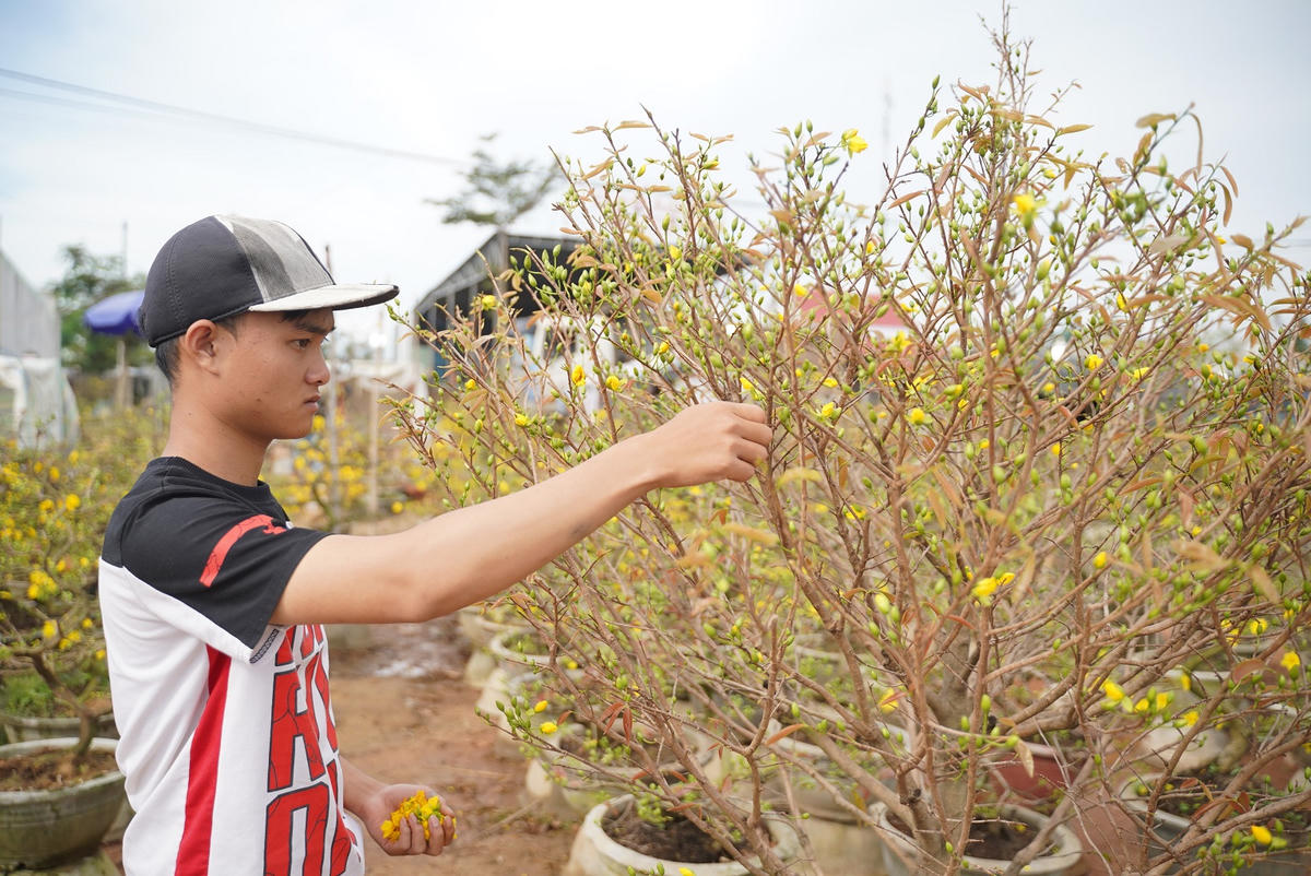 Nghệ nhân Ngô Mạnh Tuân trưng bày cây mai được rao với giá 1 tỷ đồng chờ chủ mới. Ảnh: CV.