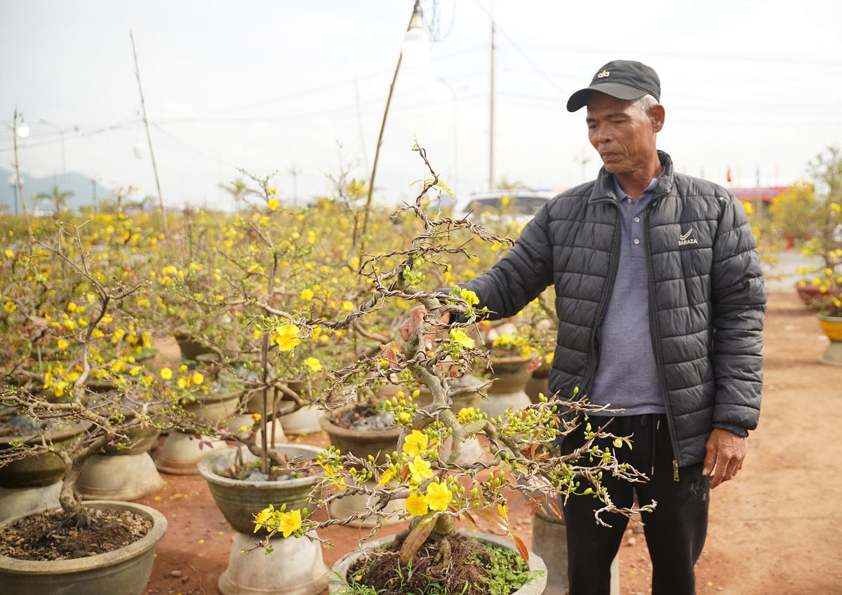 Ông Nguyễn Hữu Lực đang chăm sóc chậu hoa mai. Ảnh: Đ. Sang.