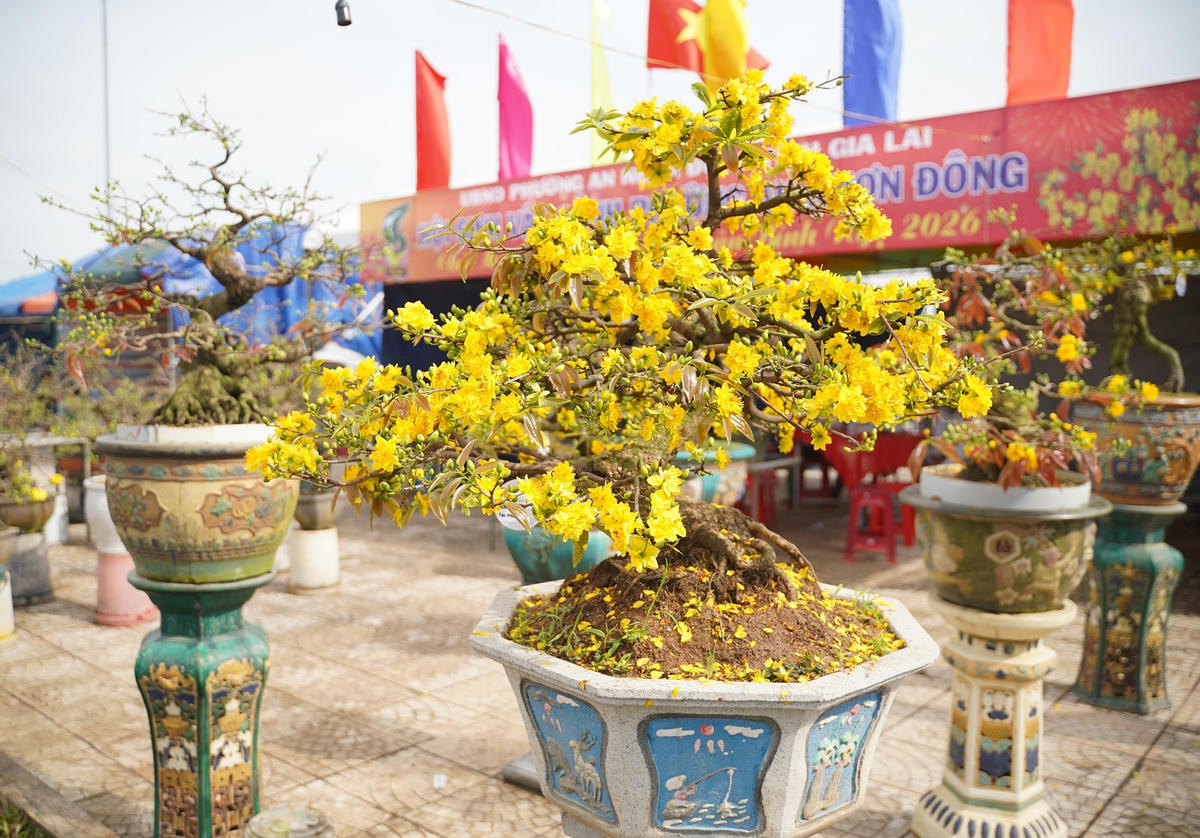 Những cây mai có thế đẹp. Ảnh: Đ.Sang.