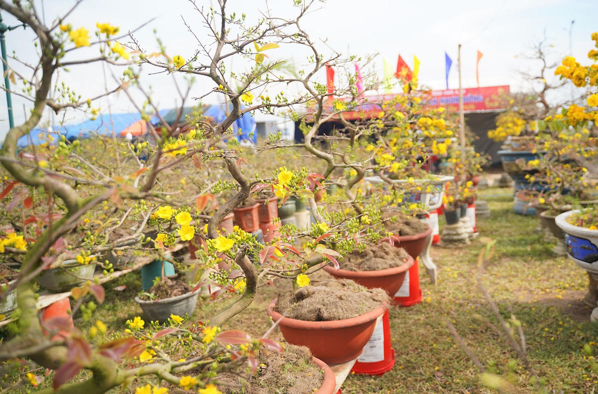 Một góc vườn mai của người dân phường An Nhơn Đông. Ảnh: Đ. Sang.