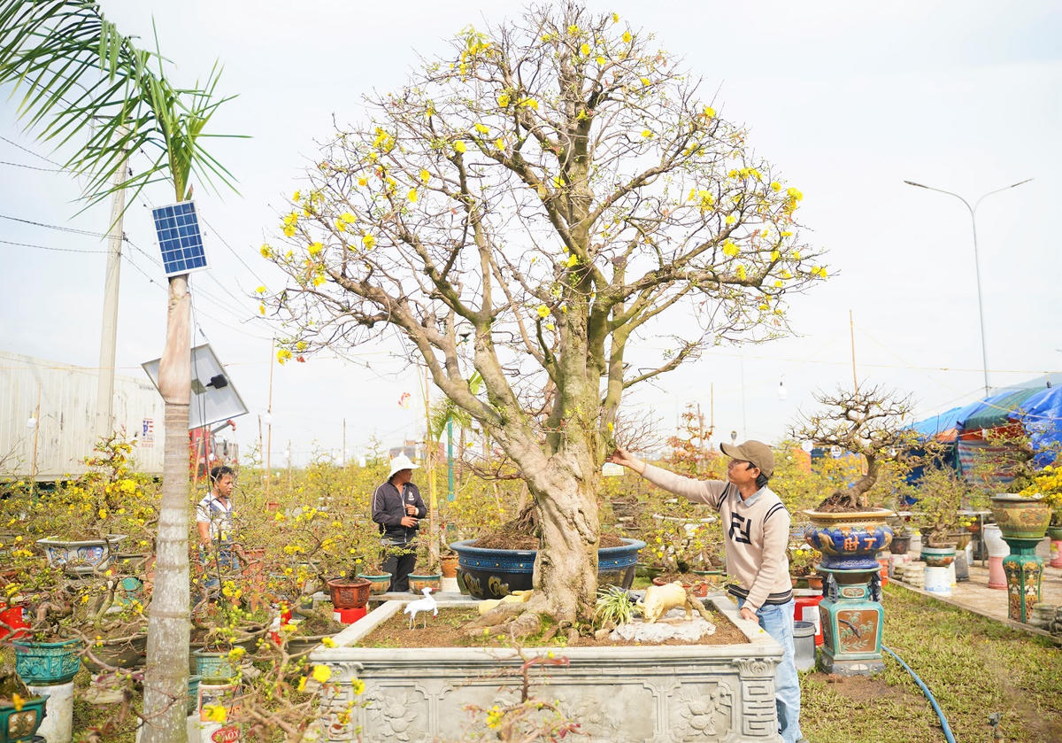 Những cây mai có giá tiền hàng chục triệu đồng. Ảnh: Đ.Sang.