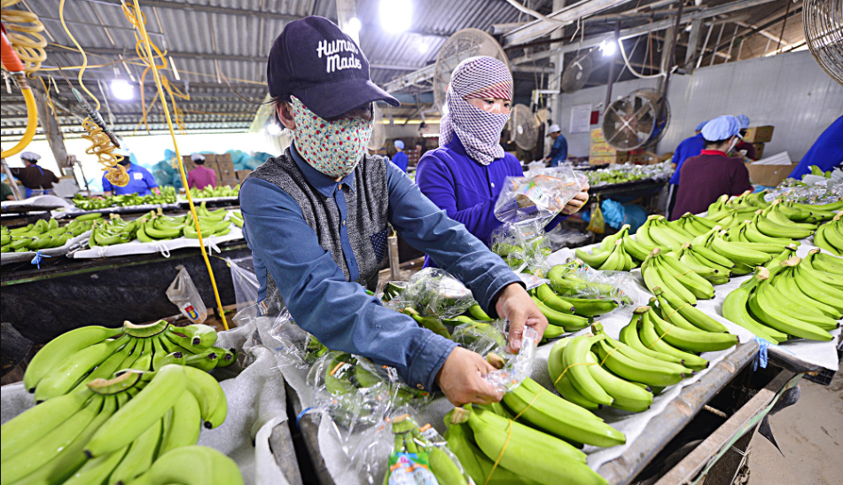 Cộng đồng doanh nghiệp mong muốn sửa Luật An toàn thực phẩm và ban hành nghị định thay thế nghị định 46 để gỡ vướng cho nông sản xuất khẩu. Ảnh minh họa: Quang Định.